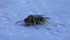 Polistes dominula (Christ 1791)