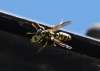 Polistes dominula (Christ 1791)