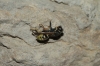 Polistes dominula (Christ 1791)