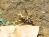 Polistes dominula (Christ 1791)