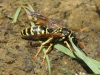Polistes dominula (Christ 1791) [?]