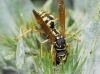 Polistes dominula (Christ 1791)