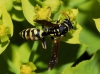 Polistes dominula (Christ 1791) [?]