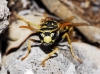 Polistes dominula (Christ 1791)