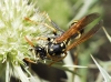 Polistes dominula (Christ 1791)