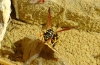 Polistes gallicus (Linnaeus 1767)