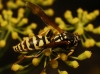 Polistes gallicus (Linnaeus 1767)