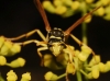 Polistes gallicus (Linnaeus 1767)