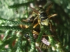 Polistes gallicus (Linnaeus 1767)