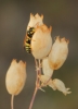 Polistes gallicus (Linnaeus 1767)