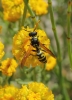 Polistes gallicus (Linnaeus 1767)