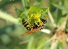 Polistes gallicus (Linnaeus 1767)