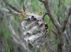 Polistes gallicus (Linnaeus 1767) [+ nido]