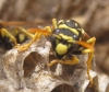 Polistes gallicus (Linnaeus 1767) [+ nido]