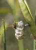 Polistes gallicus (Linnaeus 1767) [+ nido]