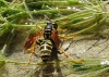 Polistes nimpha (Christ 1791) [?]