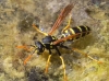 Polistes nimpha (Christ 1791)