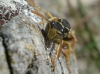 Polistes nimpha (Christ 1791)