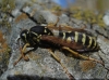 Polistes nimpha (Christ 1791)