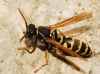 Polistes nimpha (Christ 1791)