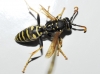 Polistes nimpha (Christ 1791)