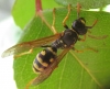Polistes nimpha (Christ 1791) [?]