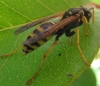 Polistes nimpha (Christ 1791) [?]