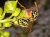 Polistes nimpha (Christ 1791)