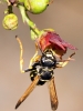Polistes nimpha (Christ 1791)