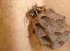 Polistes nimpha (Christ 1791) [+ nido]