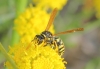 Polistes sp. Polistes sp.