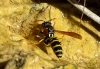 Polistes sp. Polistes sp.