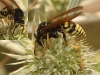 Polistes sp. Polistes sp.