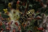 Polistes dominula (Christ 1791) [?]