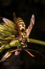 Polistes dominula (Christ 1791) [?]