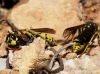 Polistes dominula (Christ 1791)