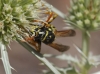 Polistes dominula (Christ 1791)
