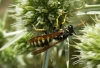 Polistes dominula (Christ 1791) [?]