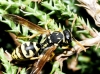 Polistes gallicus (Linnaeus 1767)