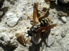 Polistes gallicus (Linnaeus 1767)