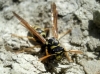 Polistes gallicus (Linnaeus 1767)