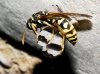 Polistes gallicus (Linnaeus 1767) [+ nido]