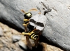 Polistes gallicus (Linnaeus 1767) [+ nido]