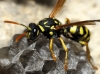 Polistes gallicus (Linnaeus 1767) [+ nido]