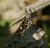 Polistes nimpha (Christ 1791)