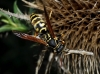 Polistes nimpha (Christ 1791) [?]