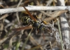 Polistes nimpha (Christ 1791)