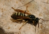 Polistes nimpha (Christ 1791)