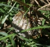 Polistes nimpha (Christ 1791)