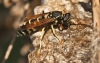 Polistes nimpha (Christ 1791) [+ Nido]
